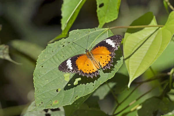 Orange Lacewing Butterfly — Stock Photo, Image