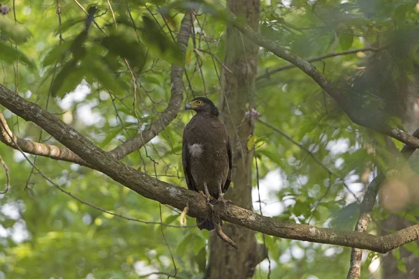 Crested Serpent Eagle in a Tree — Stock Photo, Image