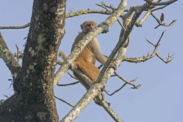 Rhesus Monkey hoog in een boom — Stockfoto