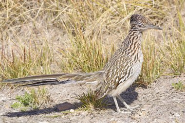 Road Runner çölde