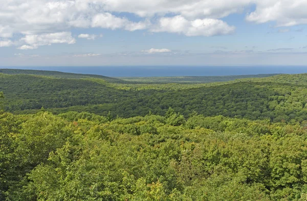 Yaz aylarında orman panorama — Stok fotoğraf