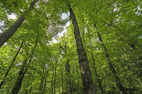 Mirando hacia el bosque — Foto de Stock