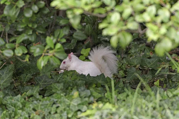 Albino Squirrel in the Bushes — Stock Photo, Image