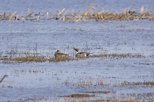 Northern Pintail male and female in a wetland pond — Stock Photo, Image