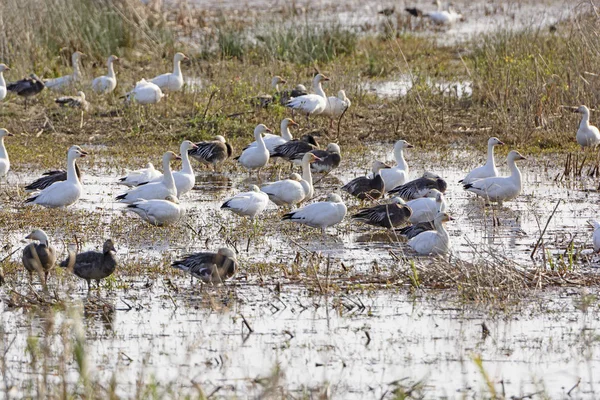 Sněžné husy v Bayou mokřadní — Stock fotografie