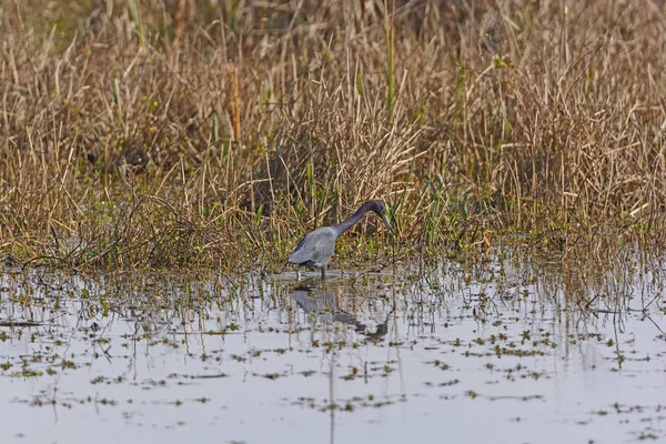 Kleiner Blaureiher auf der Jagd — Stockfoto