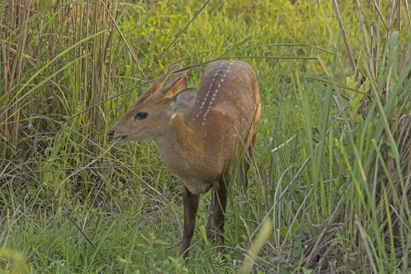 Mladá Hog Deer v trávy — Stock fotografie