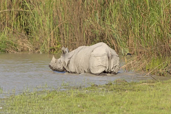 Rinoceronte indio que se dirige al río — Foto de Stock