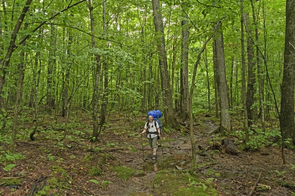 Wandern durch einen grünen Wald — Stockfoto