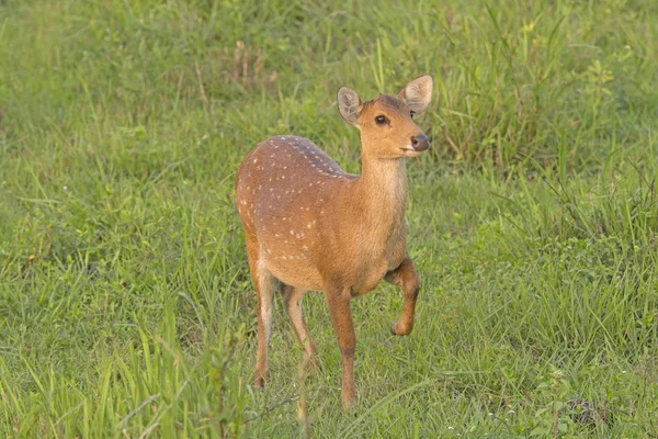 Veado manchado Posando em um prado — Fotografia de Stock