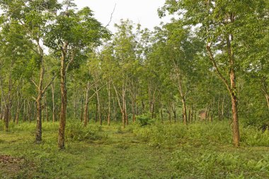 Kauçuk ağaçları bir çiftlikte