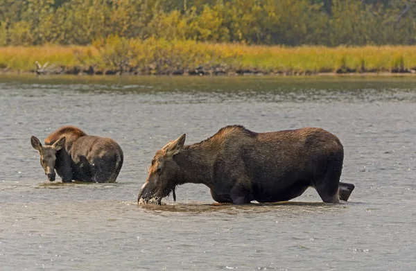 Maminka a děťátko Moose v horské jezero — Stock fotografie
