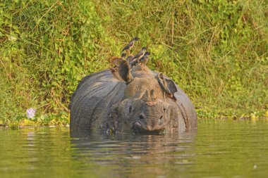 Jungle Mynas on an Indian Rhino clipart