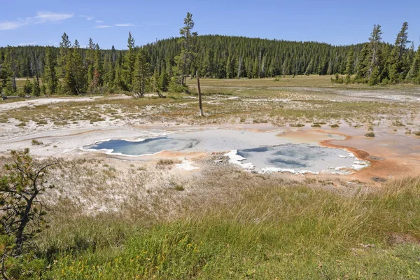 Thermal Spring Twins in the Wild — Stock Photo, Image