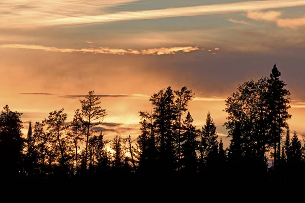 Silhuetas ao pôr-do-sol na floresta do norte — Fotografia de Stock
