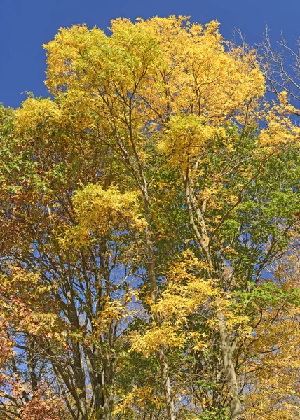 Brilliant Yellows in the Fall — Stock Photo, Image