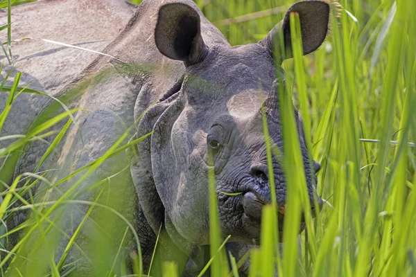 Rinoceronte espreitando pelas gramíneas — Fotografia de Stock