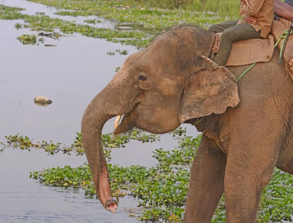 Domestic Elephant getting Water — Stock Photo, Image