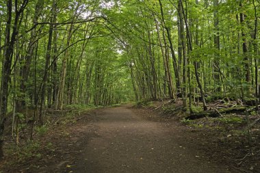 Ormandaki gölgeli iz