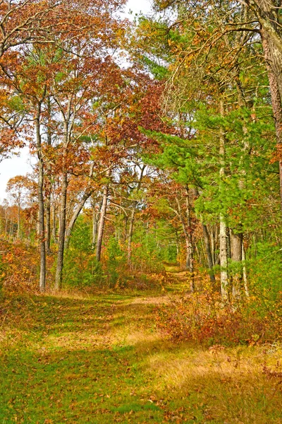 Fall kleuren op een bospad — Stockfoto