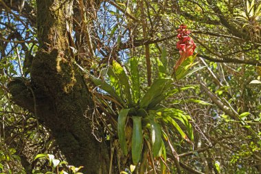 Bir Bulut Ormanı Ağacında Çiçekli Bromeliad