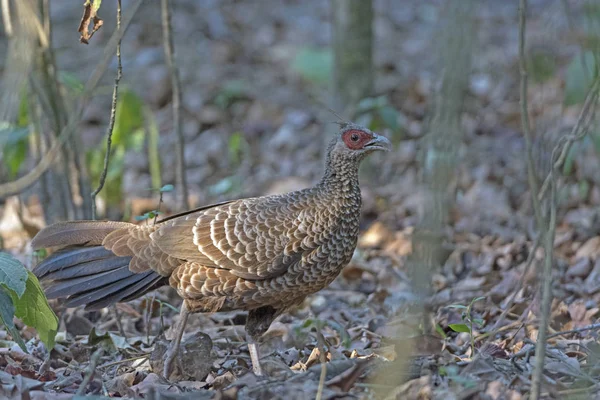 Kalij Pheasant in the Forest — Stock Photo, Image