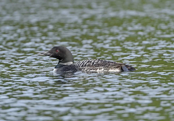 Loon in a Wilderness Lake — Stock Photo, Image