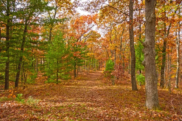 Na podzim barev v smíšený les — Stock fotografie