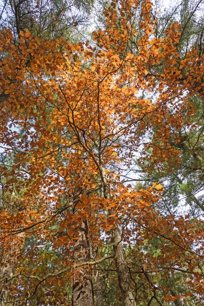 Looking up into a backlit tree in the fall — Stock Photo, Image