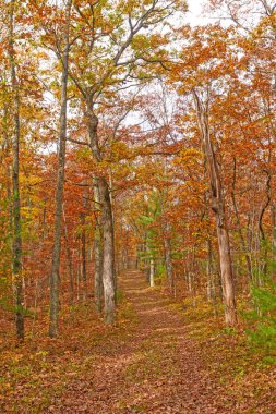 Sonbahar renk bir orman yolu üzerinde