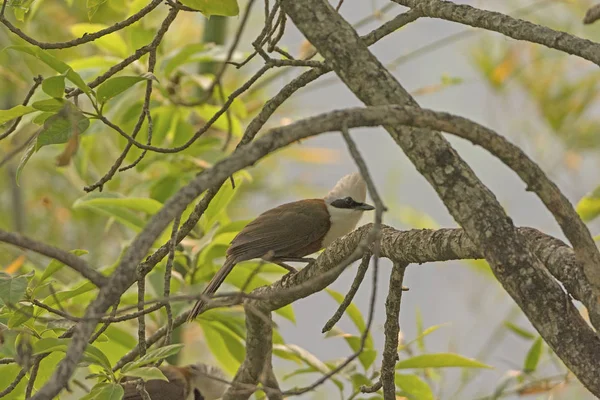 White Crested Laughing Thrush em uma árvore — Fotografia de Stock