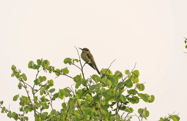 Kastanienkopf-Bienenfresser in einem Baum — Stockfoto