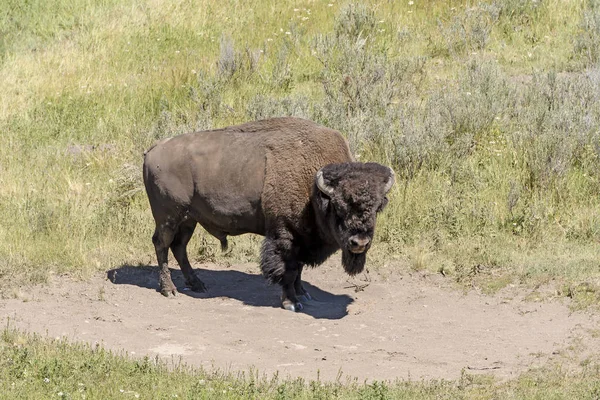 Bison távoli Prairie — Stock Fotó