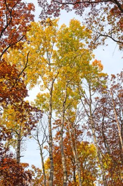 Sarı ve sonbahar ormandaki kızıllar
