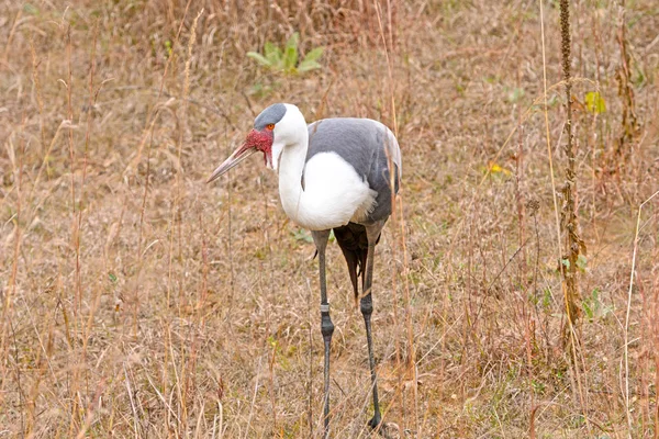 Wattled Crane in a Field