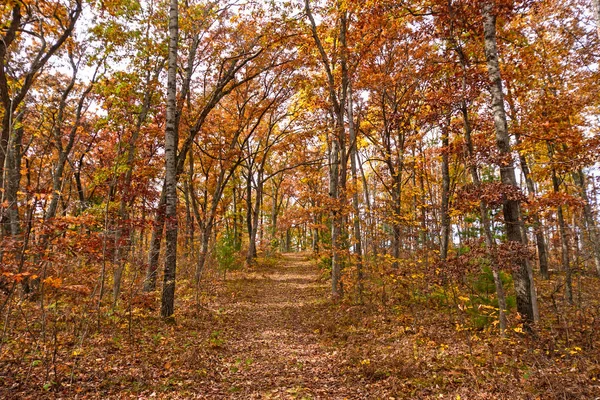 Camino del bosque en el otoño — Foto de Stock