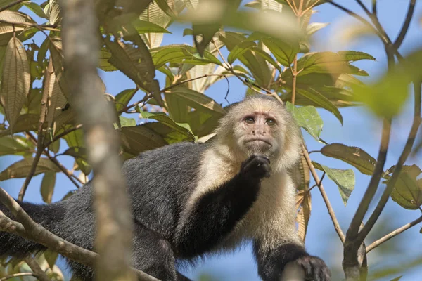 Witte gezicht aap in een boom — Stockfoto