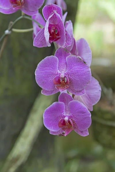 Orchideeën in de tropen — Stockfoto