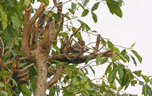 Asian Barred Owlet in a Tree — Stock Photo, Image