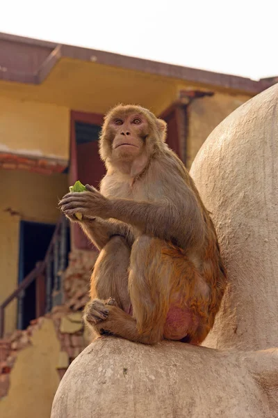 Langur Singe dans la ville — Photo