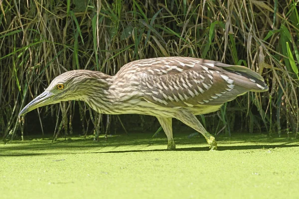 Immature black Crowned Night Heron — Stock Photo, Image