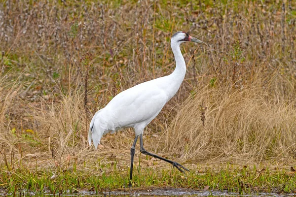 Whooping Crane by a Wetland Pond — Stock Photo, Image