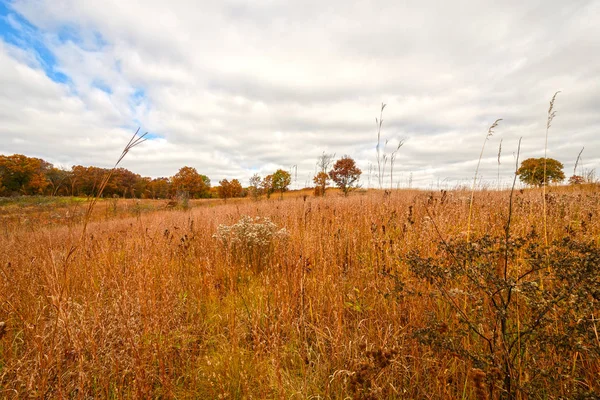 Herbe des Prairies en couleurs automnales — Photo