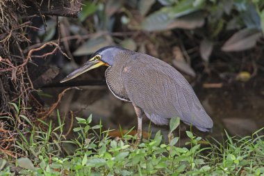 Fırça içinde çıplak gerdanlı kaplan balıkçıl