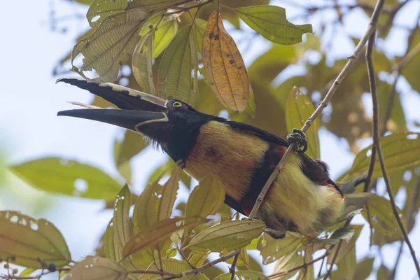 Aracari preso nas árvores — Fotografia de Stock