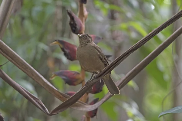 Robin aux couleurs argileuses dans la forêt tropicale — Photo