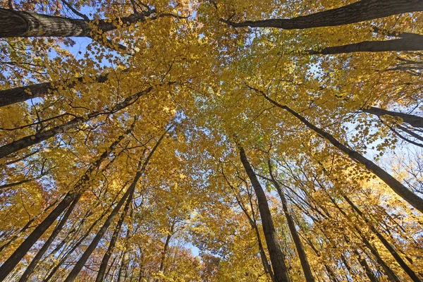 Blick hinauf in den Herbstwald — Stockfoto