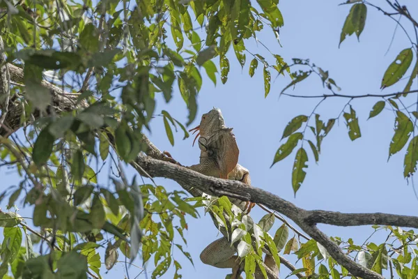 Iguana maschio in un albero della foresta pluviale — Foto Stock