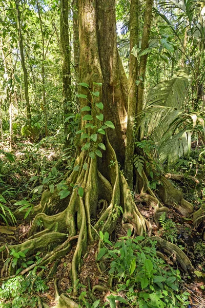 Raízes Butressed em uma árvore da floresta tropical — Fotografia de Stock