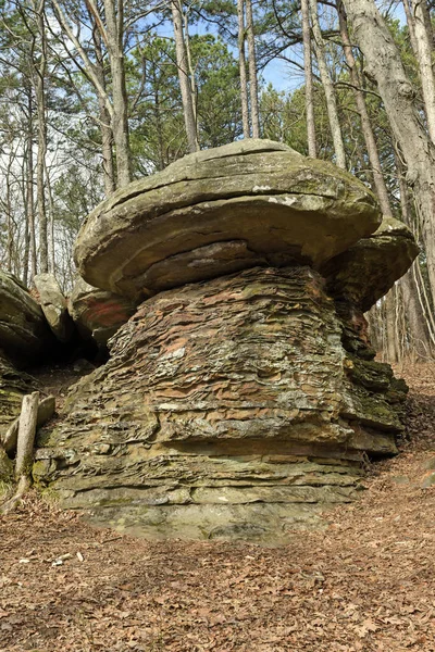 Svamp Rock i skogen — Stockfoto